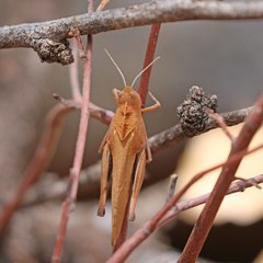 Tomonotus ferruginosus