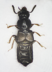 Platystethus arenarius
