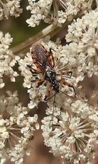 Sphedanolestes pulchellus