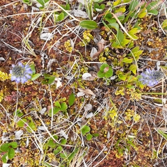 Veroniceae