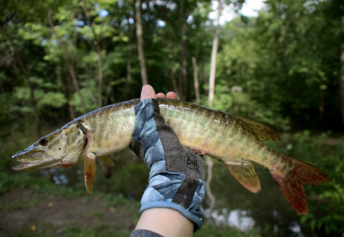 Tiger Muskellunge