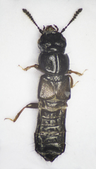 Platystethus arenarius
