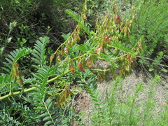 Astragalus galegiformis