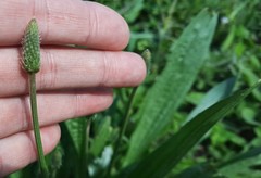 Plantago lanceolata