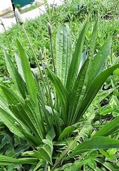 Plantago lanceolata