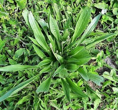 Plantago lanceolata