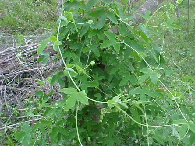 Passiflora tenuifila