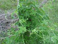 Passiflora tenuifila