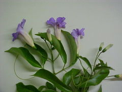 Bignonia