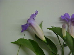 Bignonia