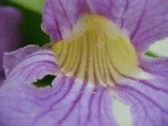Bignonia