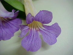 Bignonia