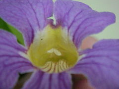 Bignonia