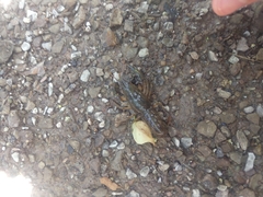 Procambarus simulans