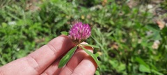 Trifolium pratense