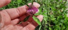 Trifolium pratense