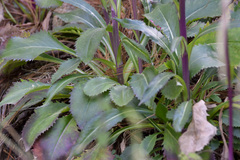 Packera toluccana