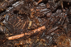 Lasius pallitarsis