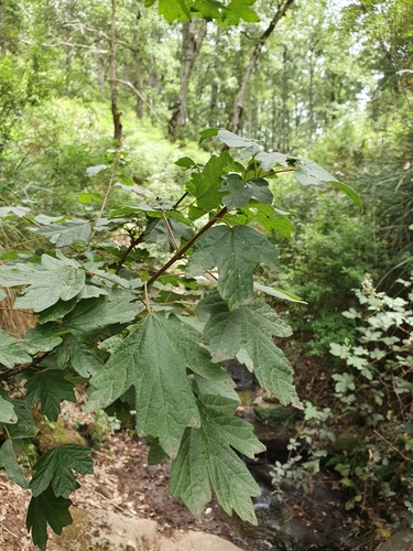 Acer campestre