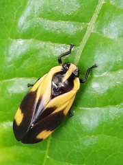 Monecphora broomfieldi