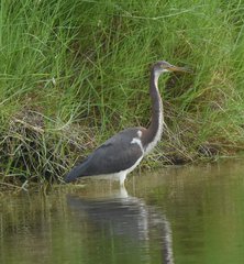 Egretta tricolor image