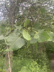 Populus deltoides