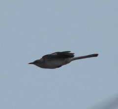 Mimus polyglottos image