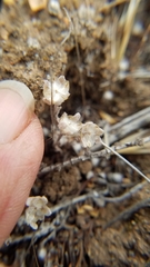 Psilocarphus brevissimus