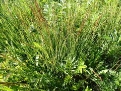 Agrostis exarata