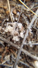 Psilocarphus brevissimus