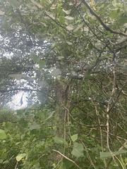 Populus deltoides