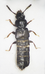 Platystethus arenarius