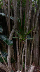 Dracaena reflexa