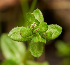 Galium californicum