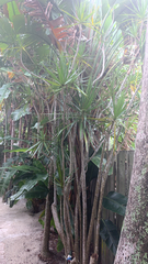 Dracaena reflexa