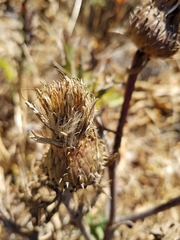Cirsium quercetorum