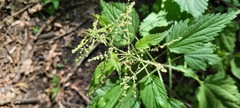 Urtica dioica