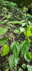 Urtica dioica