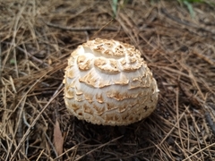 Chlorophyllum