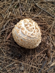 Chlorophyllum