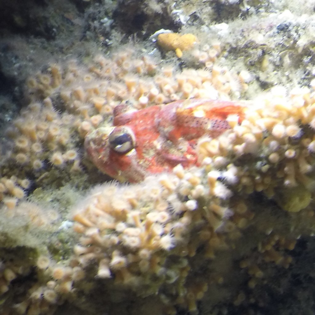 Red Irish Lord (Seamounts of Canada's Large Offshore Pacific Area of ...