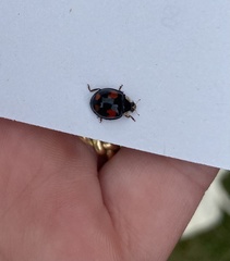 Harmonia axyridis