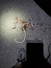 Arizona elegans candida