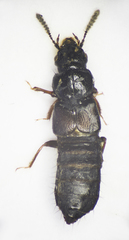 Platystethus arenarius
