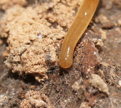 Argonemertes australiensis