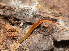 Argonemertes australiensis
