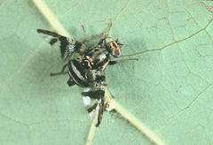 Ceratitis lobata