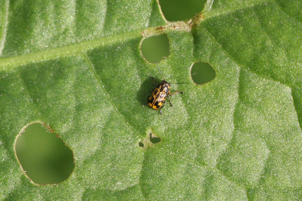 Pachybrachis tessellatus