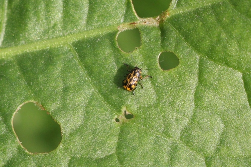 Pachybrachis tessellatus