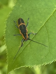 Saperda lateralis